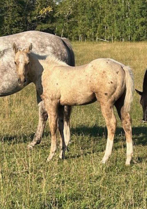 #03 Name Pending - 22 May 25, AQHA, Palomino, Colt (Robins Cooke) X (Leo Holly Command)